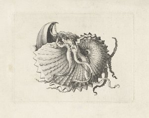Coquillage, argonauta nodosa - Wenceslaus Hollar