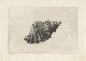 Coquille, bursa rubeta