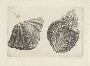 Coquille, hippopus hippopus - Wenceslaus Hollar