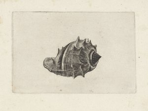 Coquille, melongena melongena