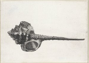 Coquille, murex haustellum - Wenceslaus Hollar