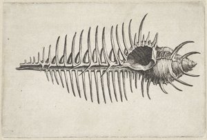 Coquille, murex pecten - Wenceslaus Hollar
