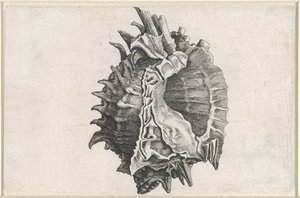 Coquille, phyllonotus erythrostomus - Wenceslaus Hollar