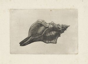 Coquille, pleuroploca trapezium