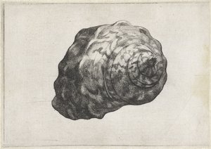Coquille, turbo sarmaticus