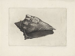 Coquille, voluta ebraea