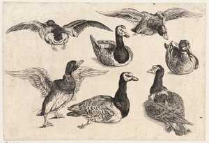 Sept canards - Wenceslaus Hollar