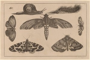 Six Insectes, une Chenille, et un Escargot - Wenceslaus Hollar