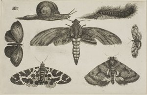 Six insectes, une chenille et un escargot - Wenceslaus Hollar