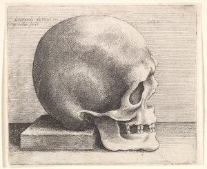 Crâne en profil à droite, 1645 - Wenceslaus Hollar