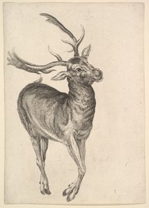 Cerf - Wenceslaus Hollar
