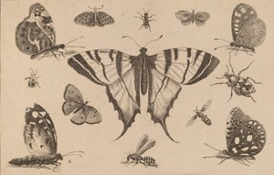 Papillon à queue d
