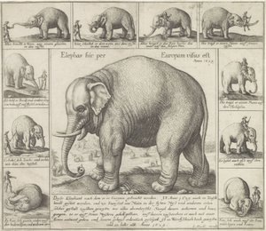 Éléphant apprivoisé - Wenceslaus Hollar