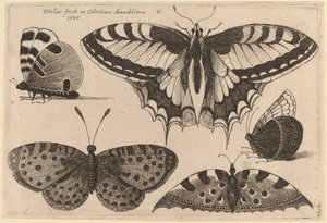 Trois papillons et deux papillons de nuit - Wenceslaus Hollar