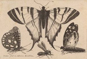 Trois papillons et une guêpe, 1646
