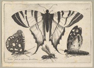 Trois Papillons et une Guêpe, 1646 - Wenceslaus Hollar