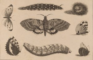 Trois chenilles, un papillon de nuit et quatre papillons - Wenceslaus Hollar