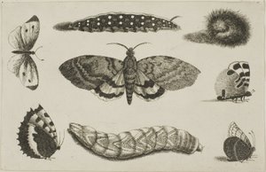 Trois chenilles, un papillon de nuit et quatre papillons