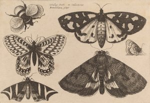 Trois papillons de nuit, deux papillons et un bourdon, 1646 - Wenceslaus Hollar
