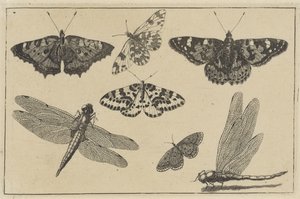 Deux libellules et cinq papillons (série Diversae Insectorum)