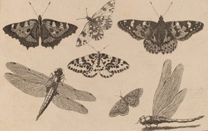 Deux Libellules et Cinq Papillons