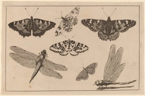 Deux libellules et cinq papillons