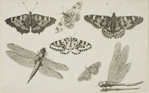 Deux Libellules et Cinq Papillons - Wenceslaus Hollar