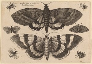 Deux papillons de nuit et six insectes - Wenceslaus Hollar
