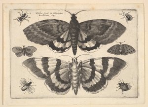 Deux papillons et six insectes, 1645 - Wenceslaus Hollar