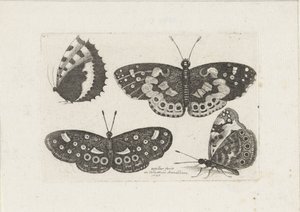 Quatre papillons - Wenceslaus Hollar