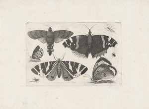 Quatre papillons, une mite, deux coléoptères et une mouche - Wenceslaus Hollar