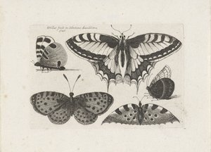 Cinq papillons - Wenceslaus Hollar