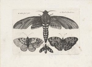 Papillons et un papillon de nuit - Wenceslaus Hollar