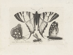 Papillons et une guêpe - Wenceslaus Hollar