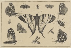 Papillons, guêpe et autres insectes
