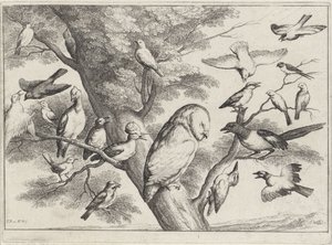 Oiseaux dans un arbre (série Différents oiseaux)