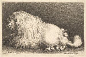 Chien blanc
