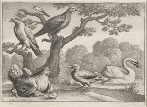 Cygne, poule avec poussins et autres oiseaux
