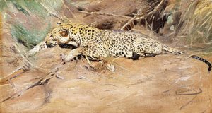 Un Léopard