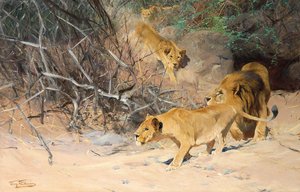 Une troupe de lions en chasse