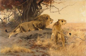Un lion et une lionne dans la savane