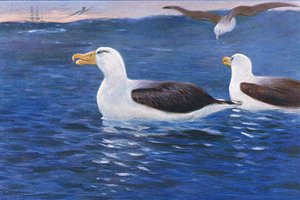 Albatros, illustration de La Faune du Monde, c.1910