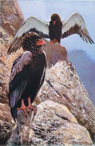 Aigle bateleur, illustration de La Faune du Monde, c.1910