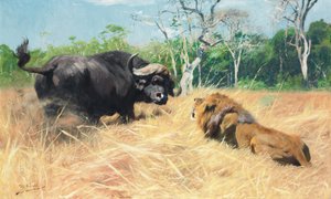 Buffle et lion avant le combat