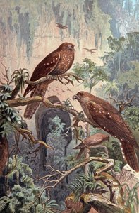 Grotte Guacharo, vers 1910 (illustration)