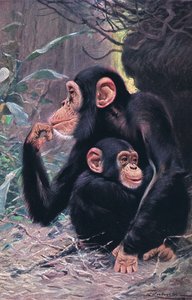 Chimpanzé, illustration de Wildlife of the World, c.1910
