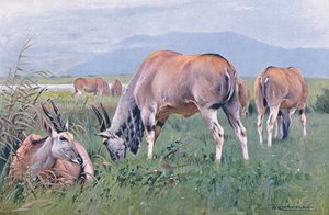 Éland, illustration de La Faune du Monde, c.1910