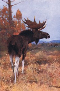 Élan ou orignal, de Wildlife of the World publié par Frederick Warne & Co, vers 1900 - Wilhelm Kuhnert