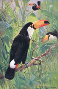 Toucan géant, de Wildlife of the World publié par Frederick Warne & Co, vers 1900