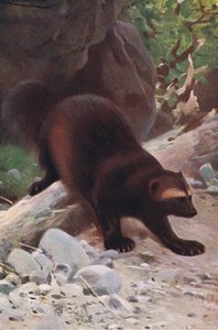Glouton ou carcajou, de Wildlife of the World publié par Frederick Warne & Co, vers 1900 - Wilhelm Kuhnert